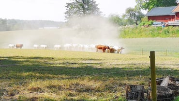 Gode rutiner innen beitepussing kan øke produksjonen betydelig